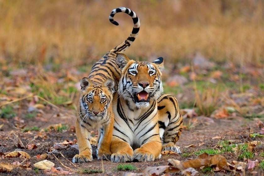 Ảnh chụp mẹ con hổ